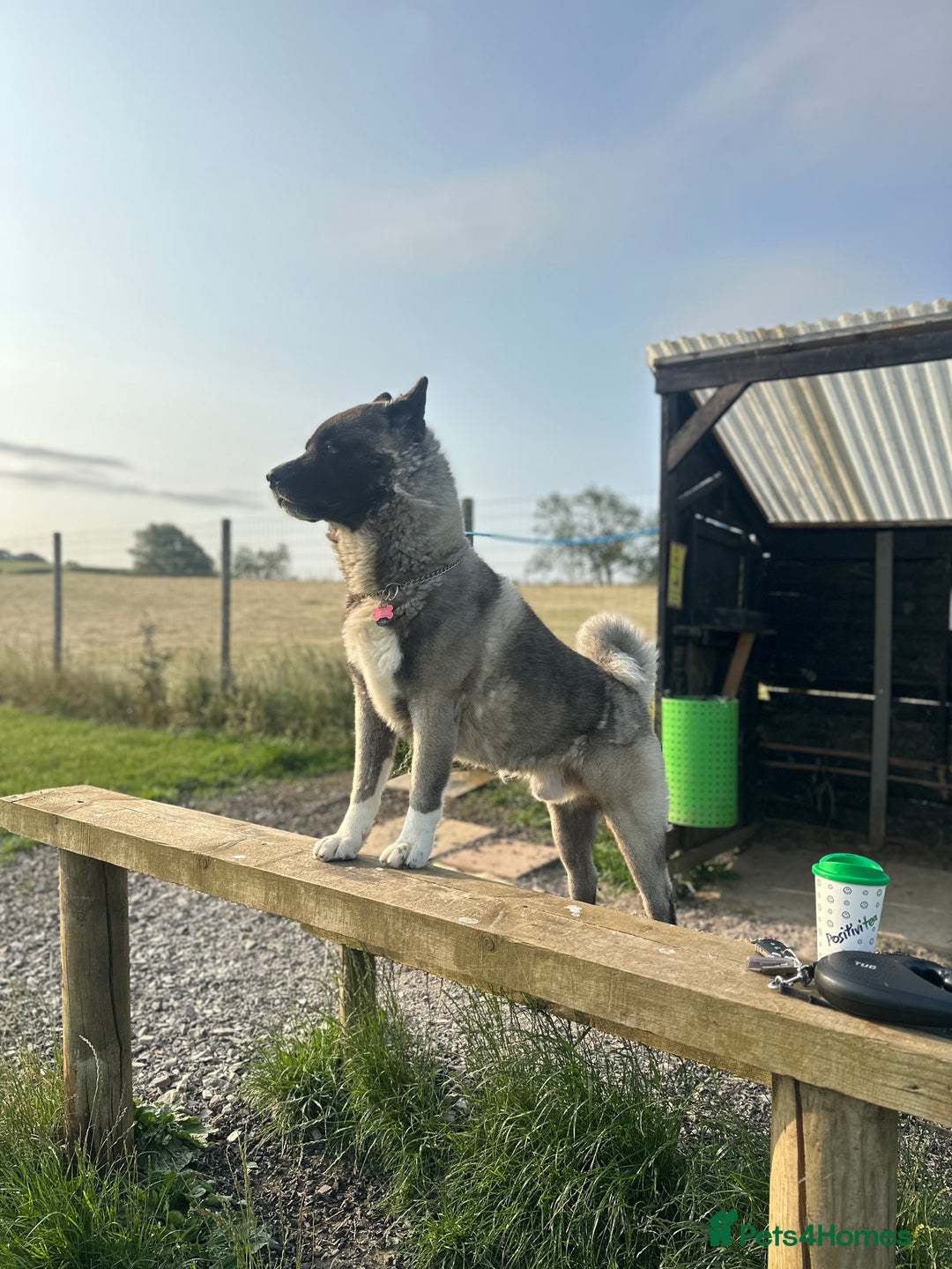 Akita dogs for sale: 4 year old Akita  - Image 2