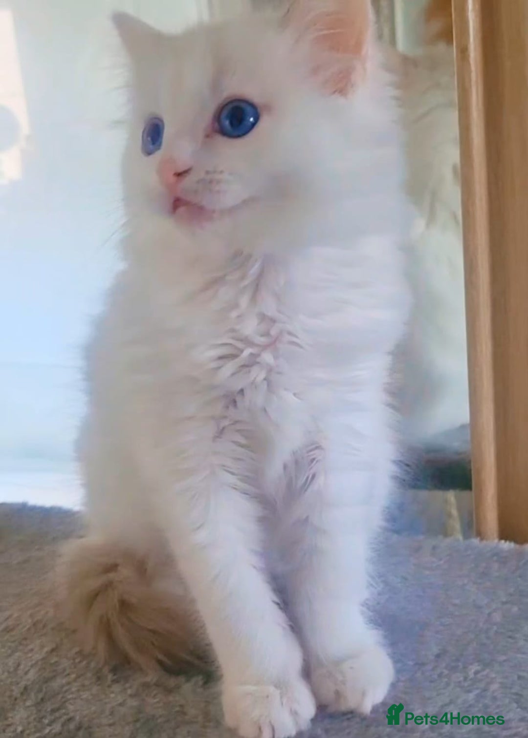 Ragdoll cats for sale: Health checked purebreed Ragdoll kittens in Mansfield - Image 29