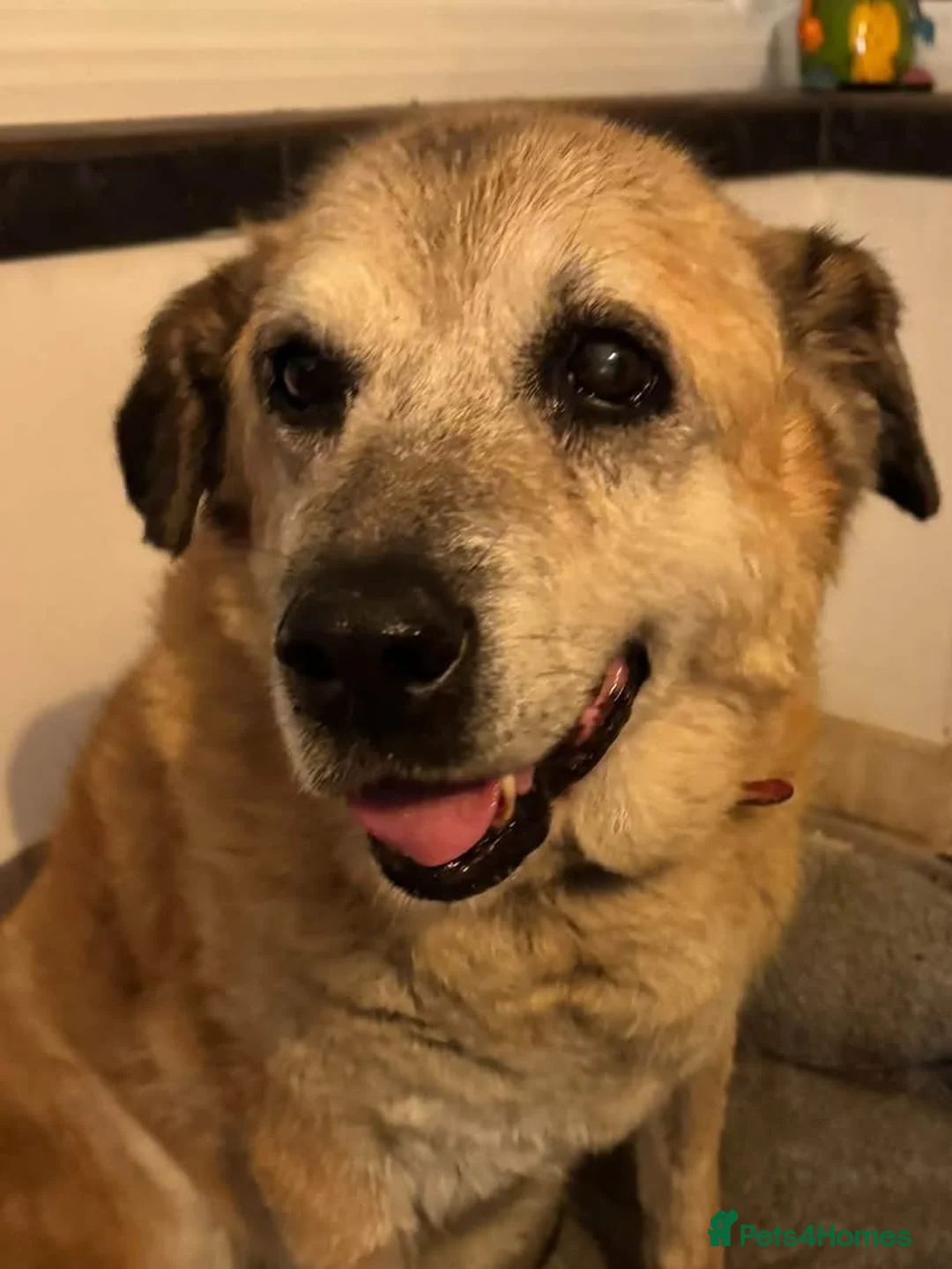 Mixed Breed dogs for adoption: ROSIE 11 yrs large gentle, kind, calm, so friendly in Llanybydder - Advert 2