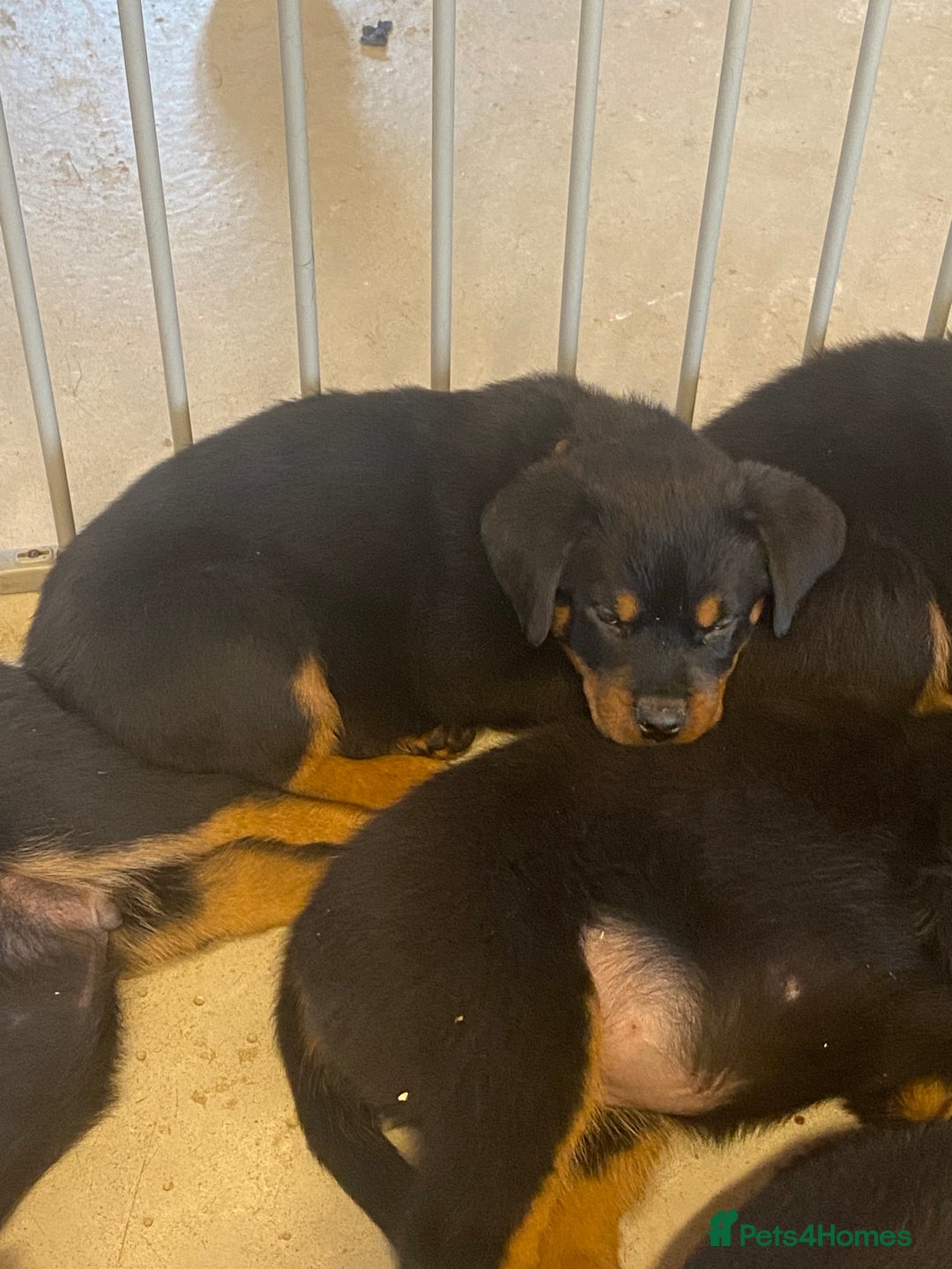 Rottweiler dogs for sale: Champion Bloodline Rottweilers - Image 30