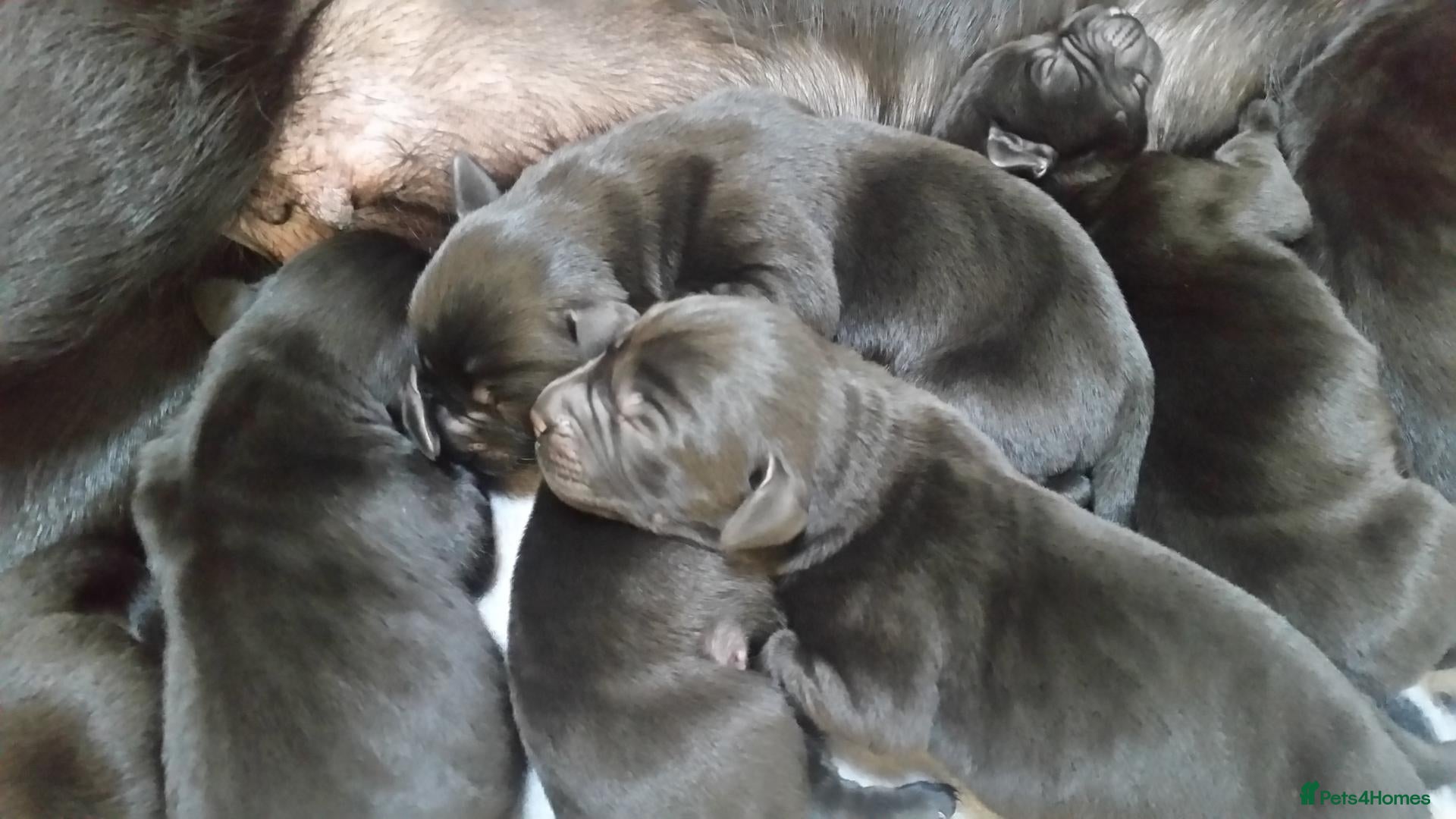 Labrador Retriever dogs RESERVE-RKC Reg pups by field Trail Champion lines - Advert 2
