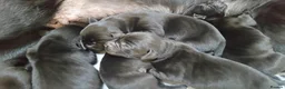 Labrador Retriever dogs for sale: RESERVE-RKC Reg pups by field Trail Champion lines - Advert 2