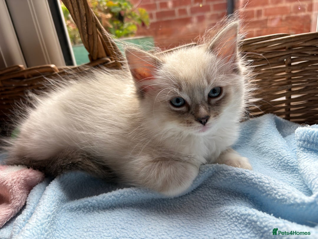 Ragdoll cats for sale: One gorgeous boy,  Luxury pedigree. - Image 34