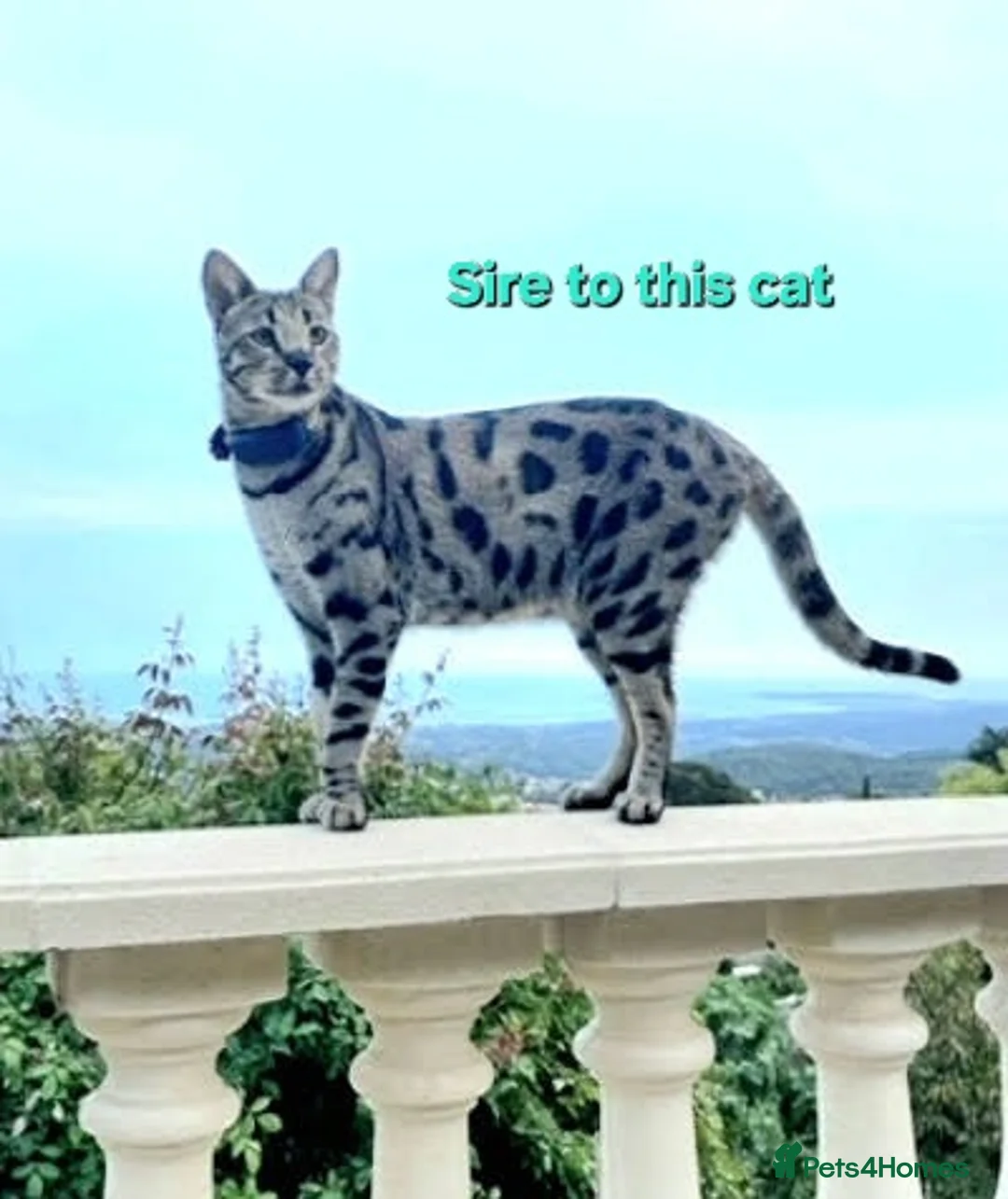 Savannah cats for sale: USA Elite Import F7 SBT - DRINKWATER VIPER F1 Stud - Advert 9