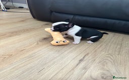 Mixed Breed dogs for sale: American French bulldog  - Image 17
