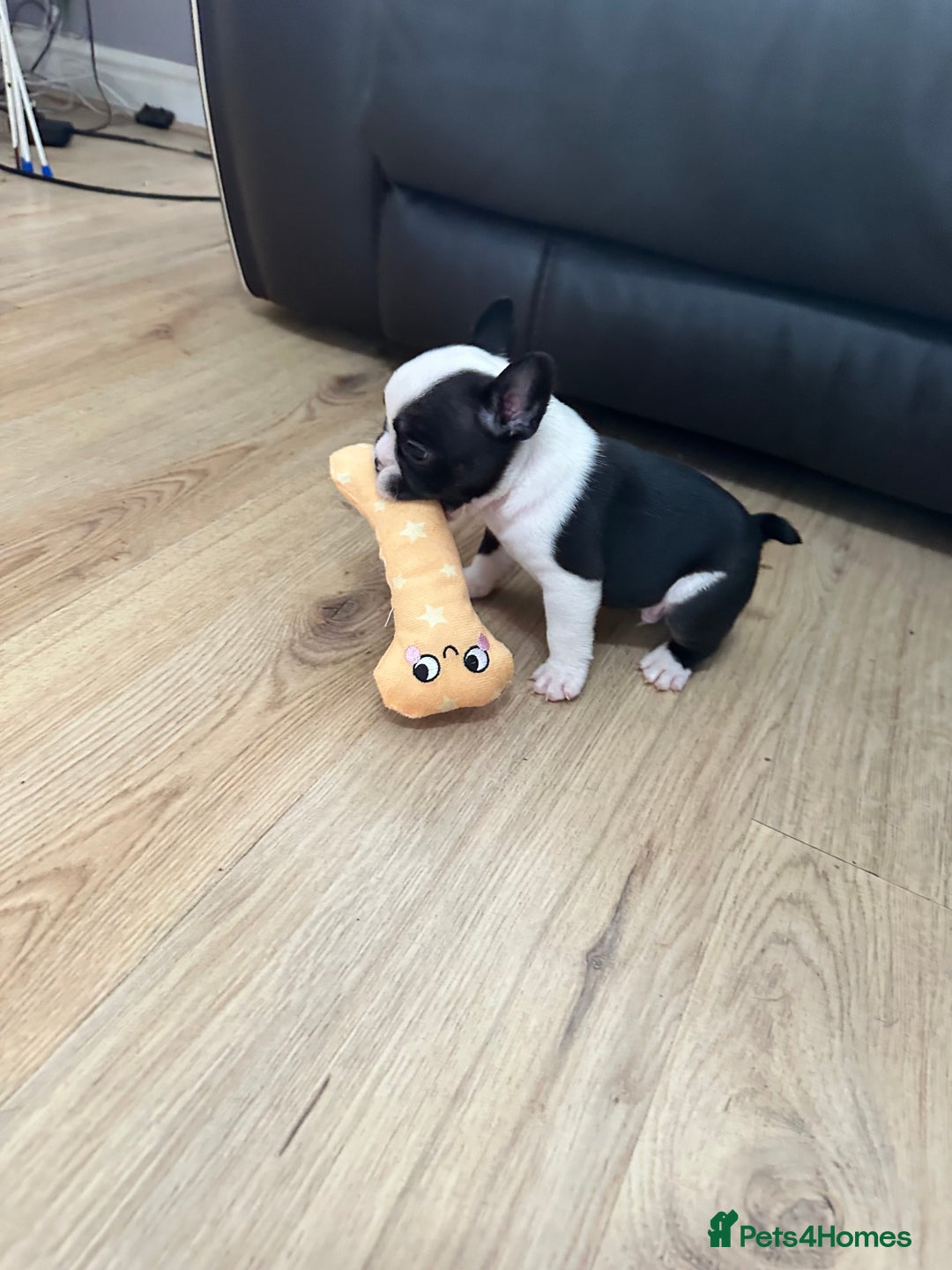 Mixed Breed dogs for sale: American French bulldog  - Image 17
