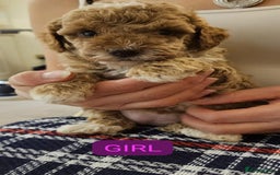 Cockapoo dogs for sale: Beautiful Toy f2 Cockapoos  - Image 5