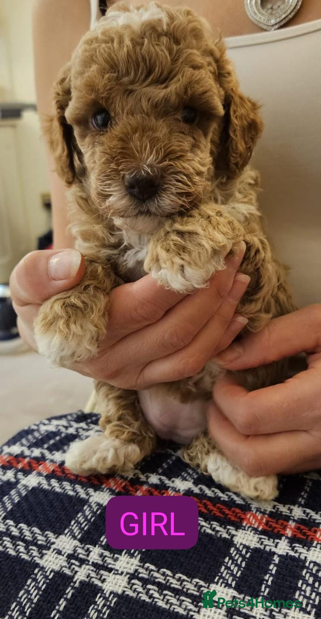 Cockapoo dogs for sale: Beautiful Toy f2 Cockapoos  - Image 5