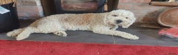 Labradoodle dogs for stud: Beautiful labradoodle for stud - Advert 3