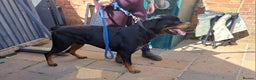 Rottweiler dogs for sale: Rottweiler pups looking for forever homes - Advert 8