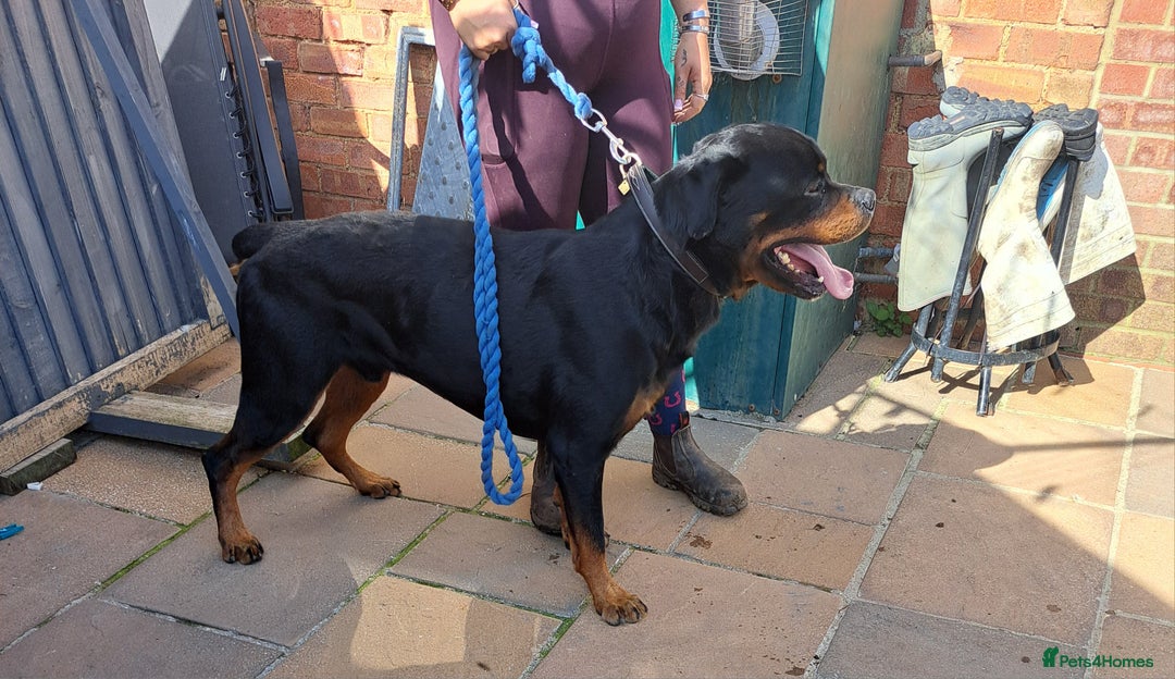 Rottweiler dogs for sale: Rottweiler pups looking for forever homes - Advert 8