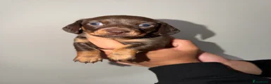 Miniature Dachshund 4