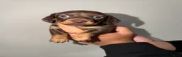 Miniature Dachshund dogs for sale: Mini Dachshund Puppies From Tiny 3.5kg Parents - Advert 8