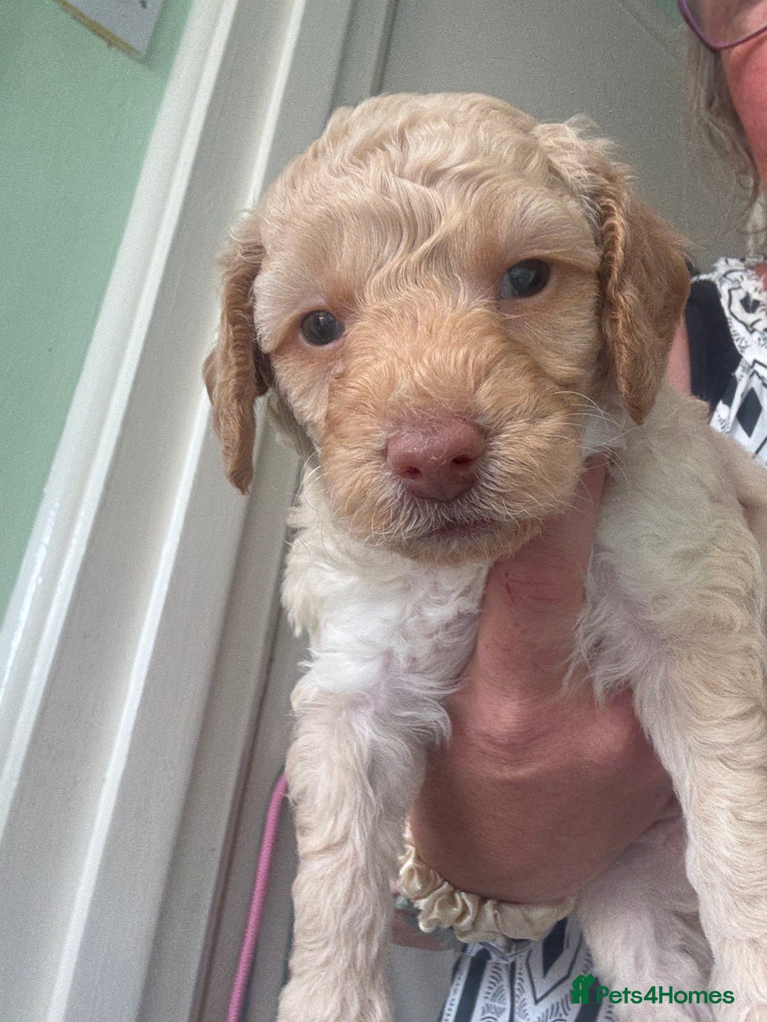 Toy Poodle dogs for sale: Stunning litter of Toy Poodles - Image 14