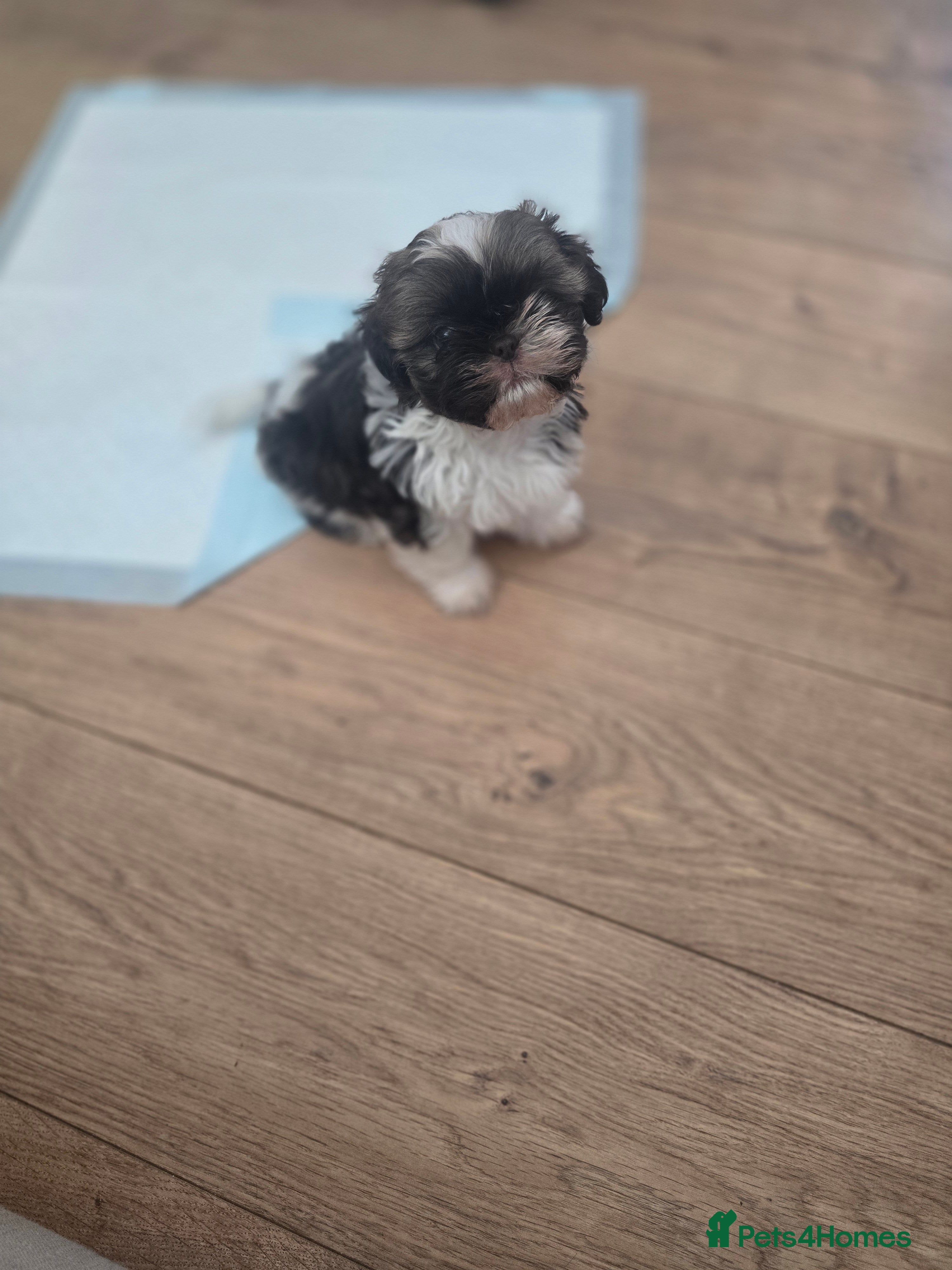 Shih Tzu dogs Boy shihtzu  - Advert 2