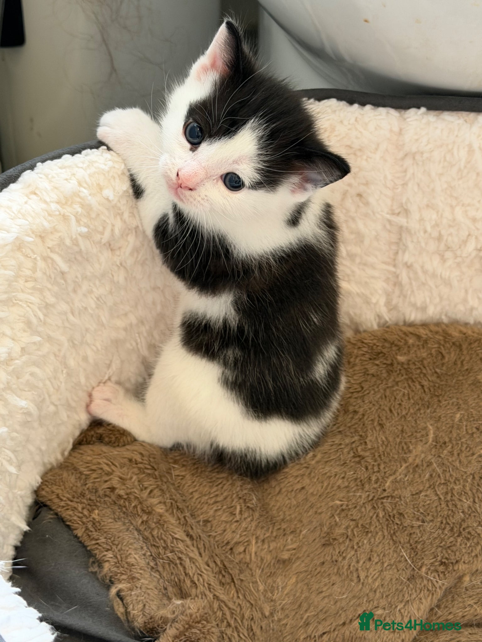 Mixed Breed cats for sale: Make and female kitten in Biggleswade - Advert 6
