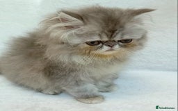 Exotic cats for sale: CHUBBY KITTENS - Image 7