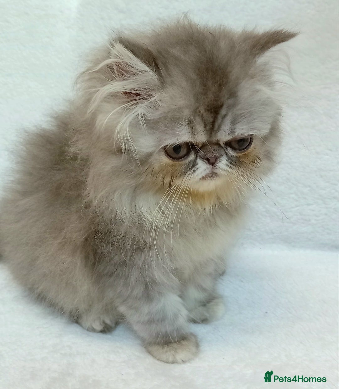 Exotic cats for sale: CHUBBY KITTENS - Image 7