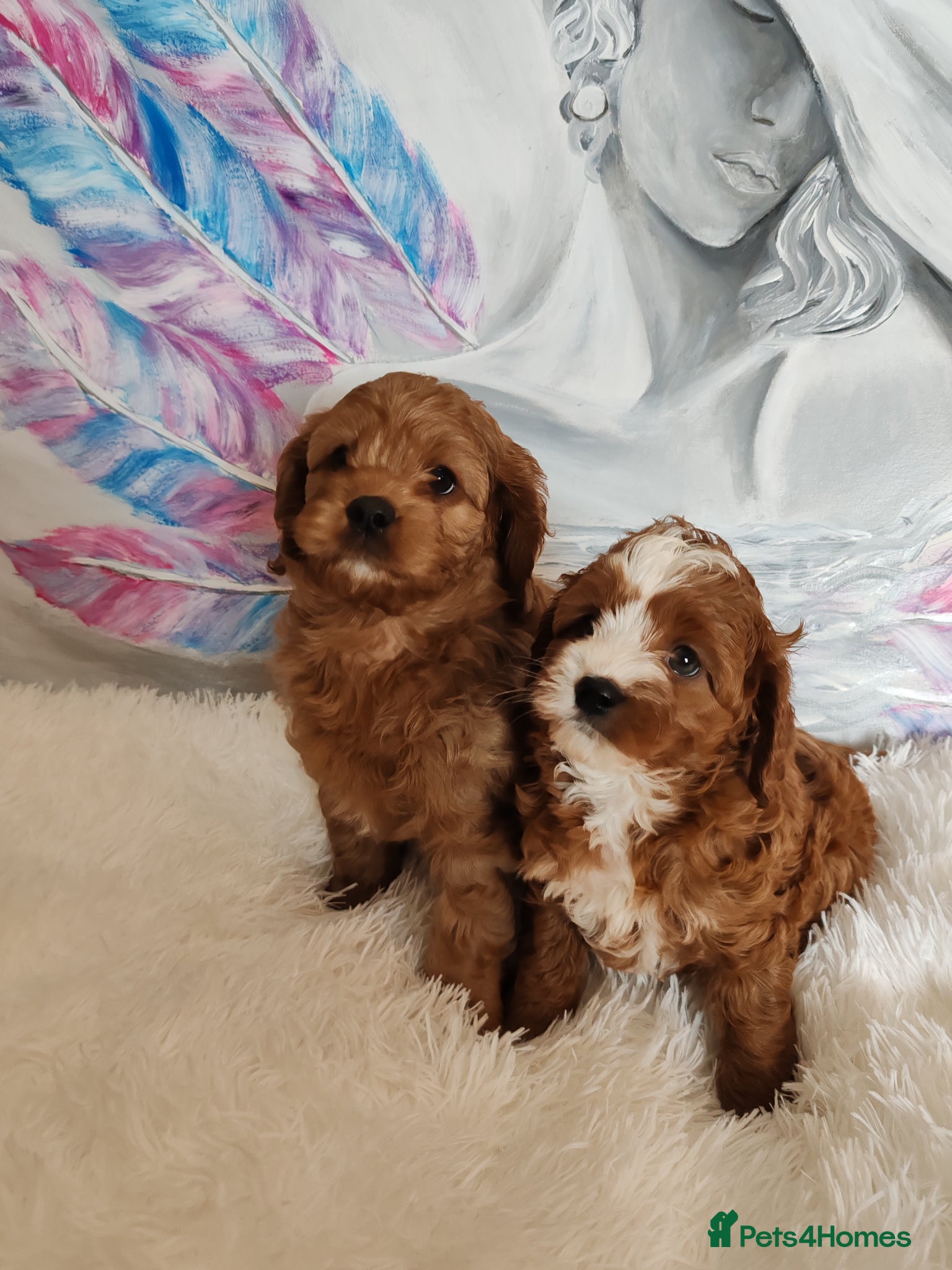 Cavapoo dogs Adorable F1 Cavapoo Puppies for Sale - Advert 5