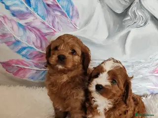 Cavapoo dogs Adorable F1 Cavapoo Puppies for Sale - Advert 5