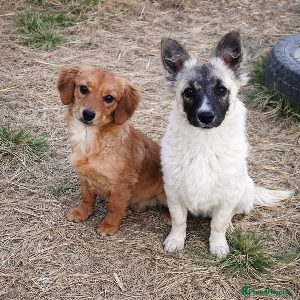 Mixed Breed dogs ❤️CANDY & ESMERALDA❤️ Double Love, Double Joy - Advert 5
