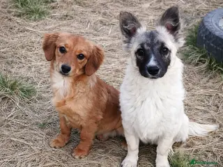 Mixed Breed dogs ❤️CANDY & ESMERALDA❤️ Double Love, Double Joy - Advert 5