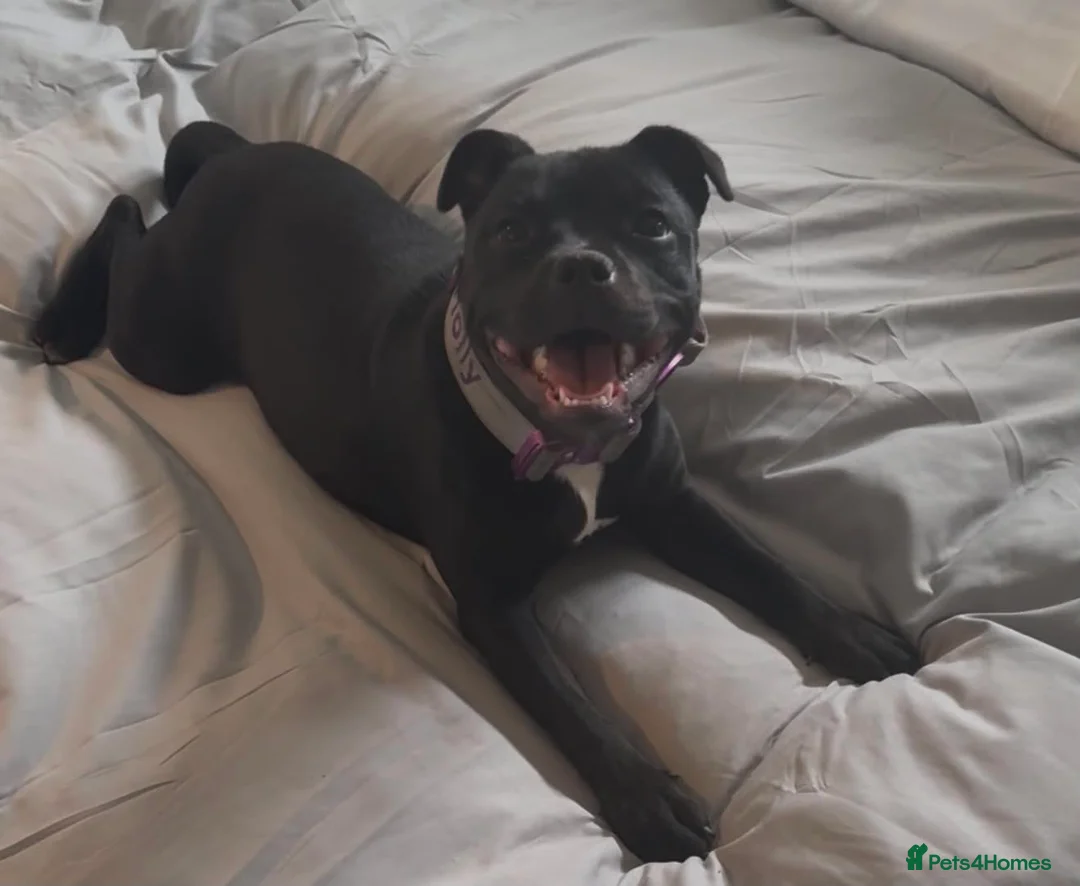 Staffordshire Bull Terrier dogs for sale: Beautiful black litter  in Warrington - Advert 2