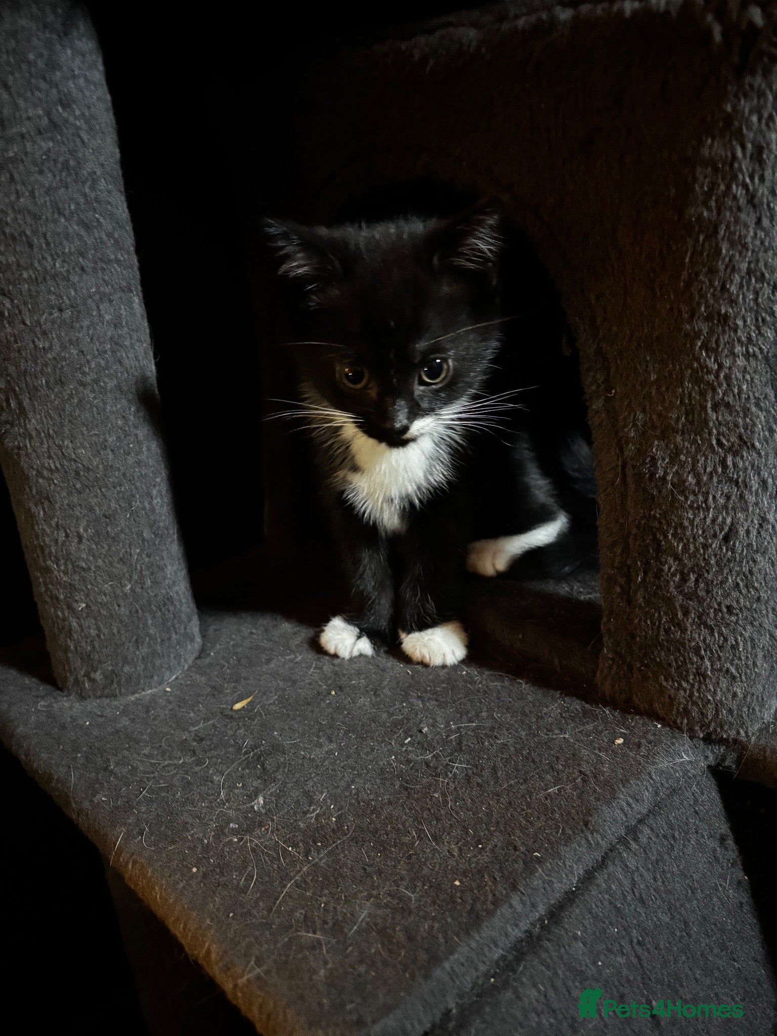 Mixed Breed cats 2 Male Kittens - Advert 1