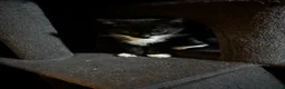 Mixed Breed cats for sale: 2 Male Kittens - Advert 1