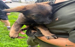 German Shepherd dogs for sale: Germany 🇩🇪 shepherd puppies dogs 🐕 big boned - Image 21
