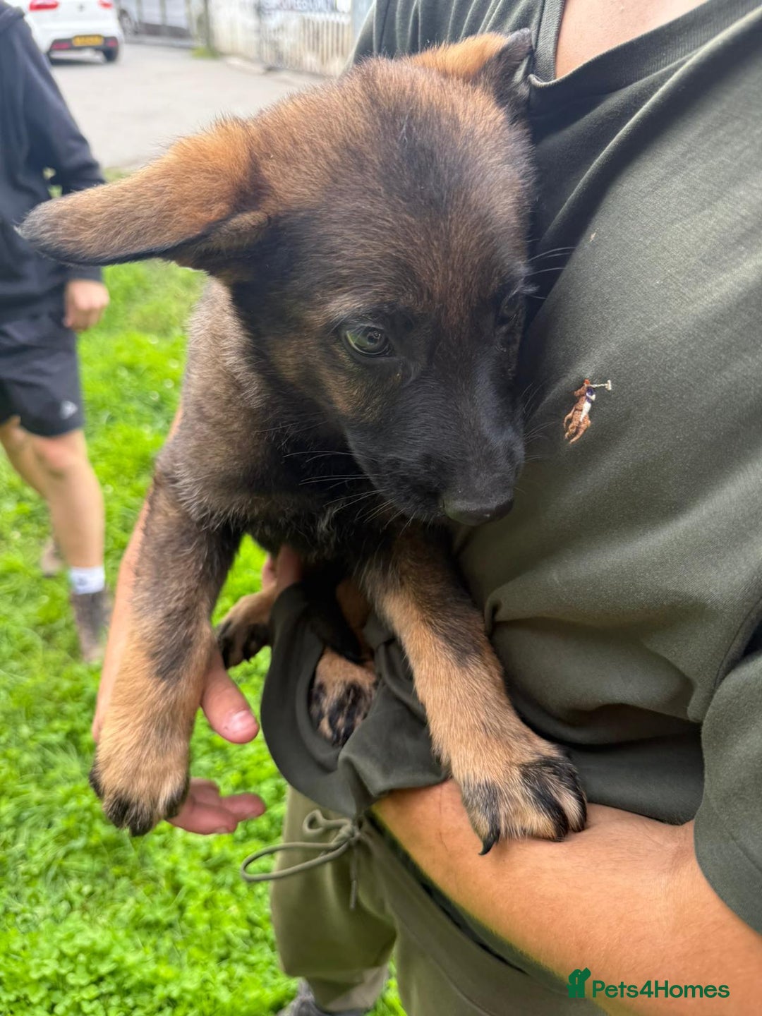 German Shepherd dogs for sale: Germany 🇩🇪 shepherd puppies dogs 🐕 big boned - Image 21