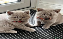 British Shorthair cats for sale: 5 gorgeous British shorthair kittens ! - Image 8