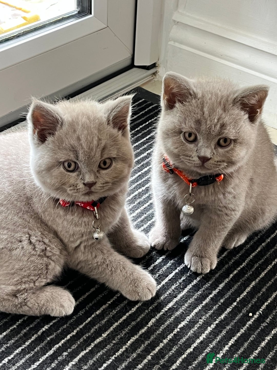 British Shorthair cats for sale: 5 gorgeous British shorthair kittens ! - Image 8
