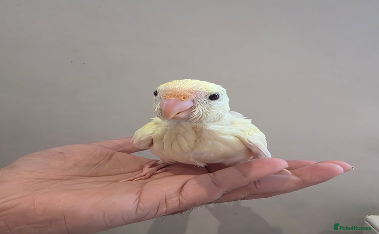 Parakeets birds - Advert 1