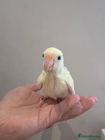 Parakeets birds - Advert 1