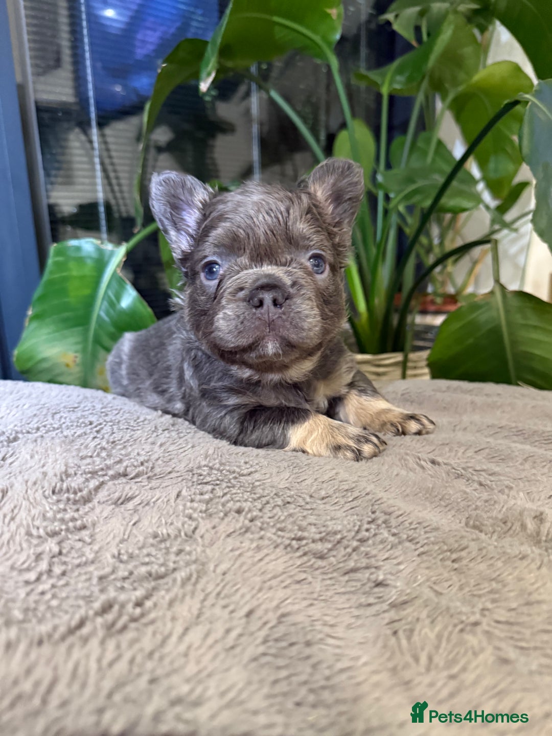 French Bulldog dogs for sale: 8weeks old Fluffy french bulldog puppies - Advert 6