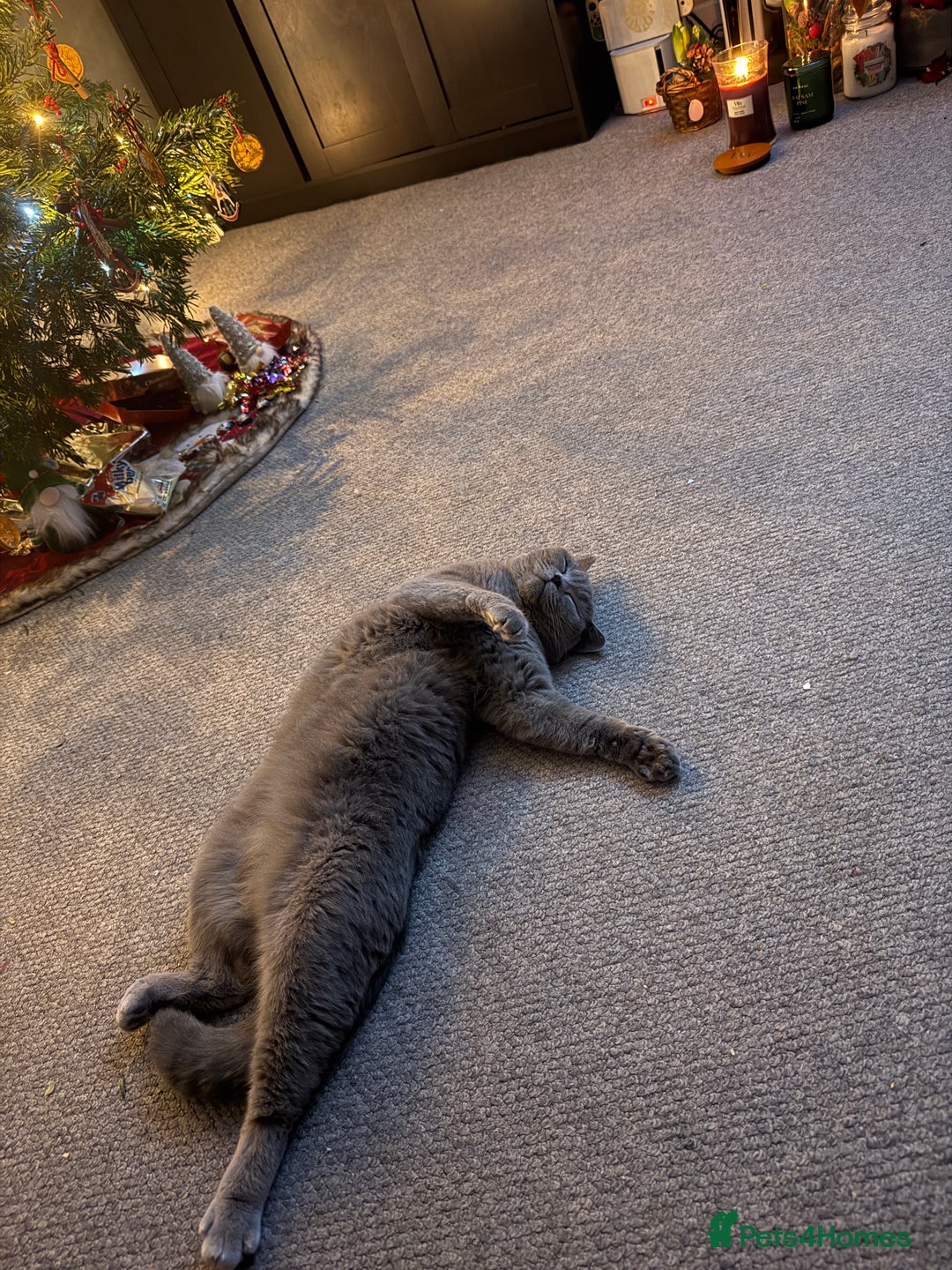 British Shorthair cats for sale: 💙 Beautiful British Shorthair Blue Kittens 💙 - Advert 4