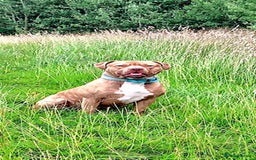 Staffordshire Bull Terrier dogs for sale: Staffordshire bull terrier for rehoming  - Image 8