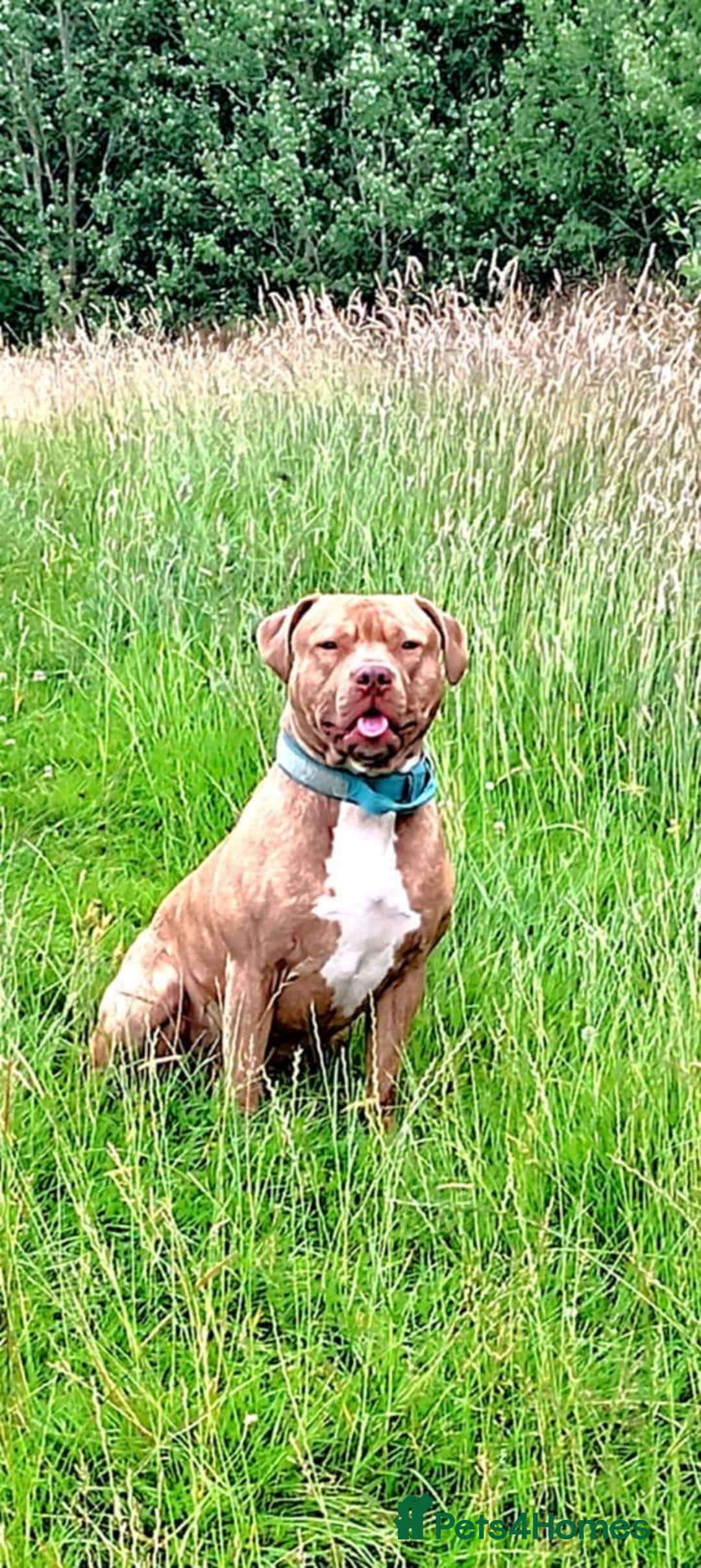 Staffordshire Bull Terrier dogs for sale: Staffordshire bull terrier for rehoming  - Image 8