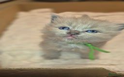 Ragdoll cats for sale: Proven healthy ragdolls 🐾 Sepias & traditionals   - Image 18