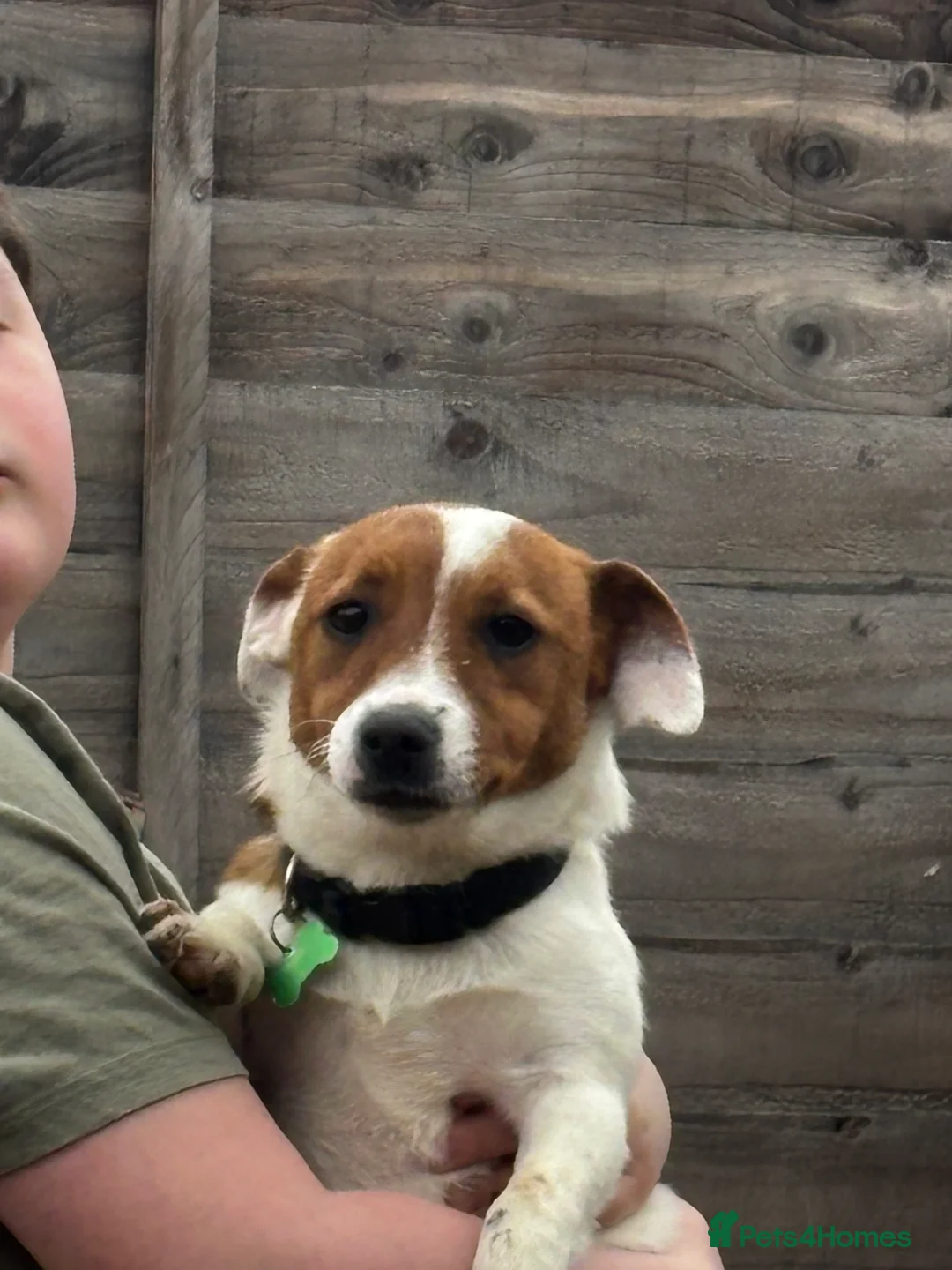 Jack Russell dogs for sale: Jack Russell  - Advert 3