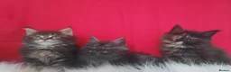 Maine Coon cats for sale: GCCF REGISTERED MAINE COON KITTENS FOR SALE  - Advert 5