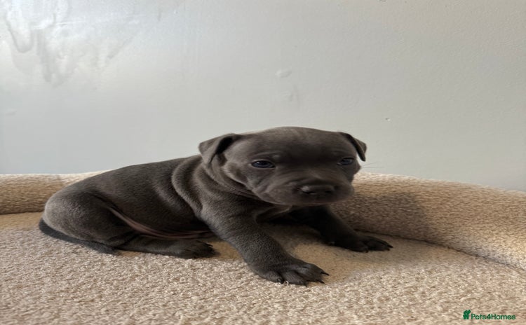 Staffordshire Bull Terrier dogs - Advert 1