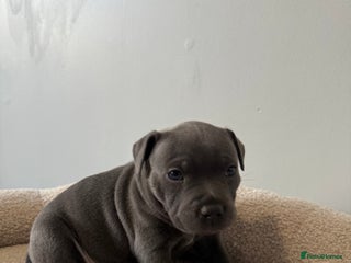 Staffordshire Bull Terrier dogs - Advert 12