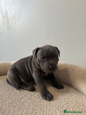 Staffordshire Bull Terrier dogs - Advert 1