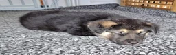 Shepsky dogs for sale: Stunning German Shepherd × Husky/Akita Puppies  in Much Wenlock - Advert 14