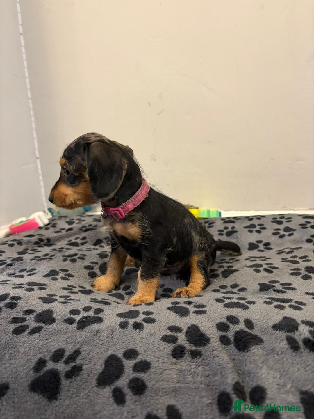 Mixed Breed dogs for sale: dixie pop puppies for sale - Image 13