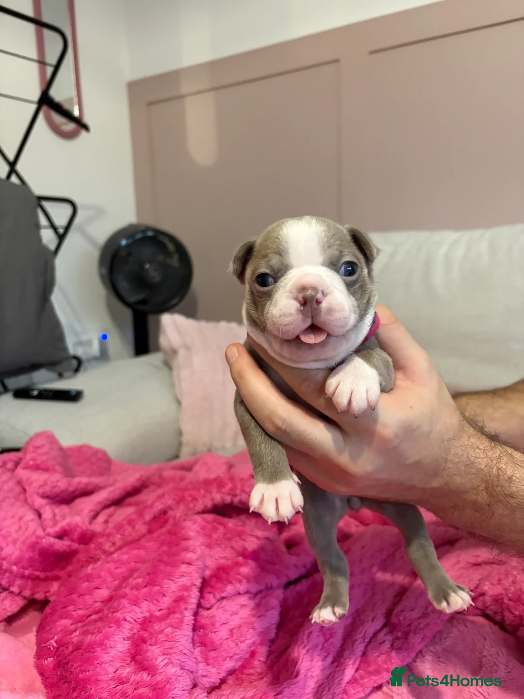 Boston Terrier dogs for sale: Rare Champaign KC Boston Terrier - Advert 7