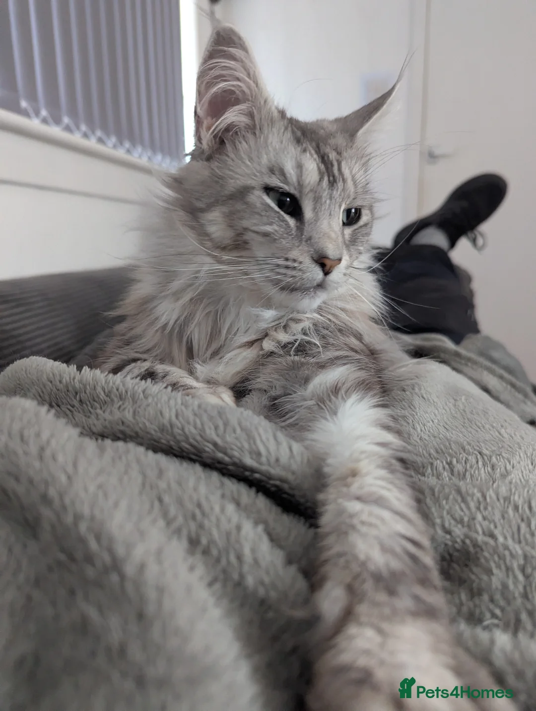 Maine Coon cats for sale: Beautiful Female Maine Coone Cat - Advert 5