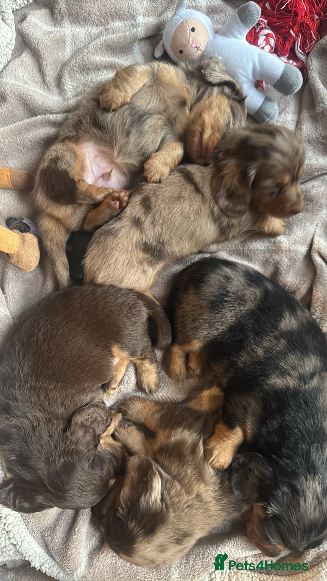 Miniature Dachshund dogs Long haired KC registered - Advert 1
